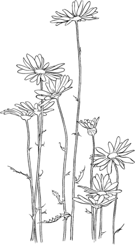 Chrysanthemum 3 Coloring Page